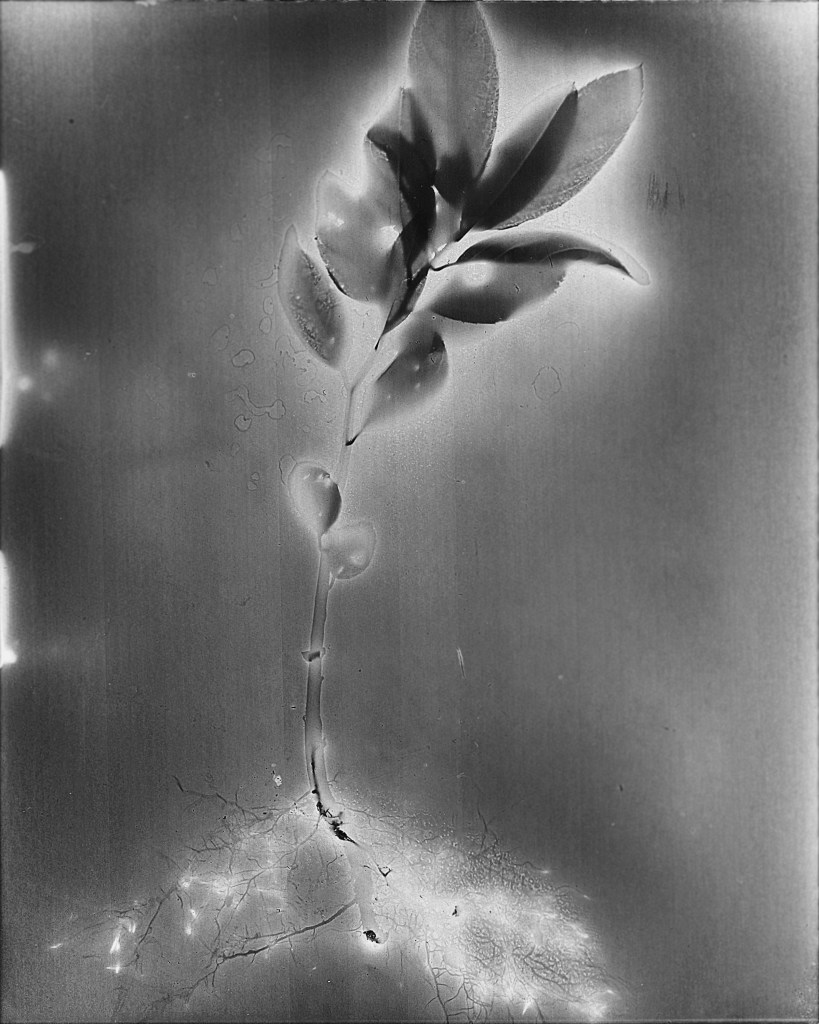 lumen-bnw