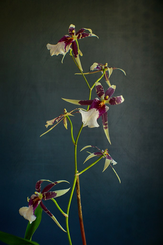 orchid_fineart_1